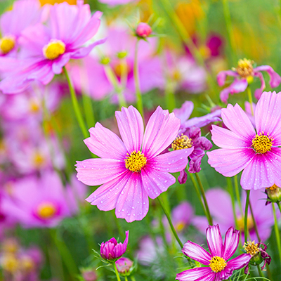 Explosion florale avec les Cosmos